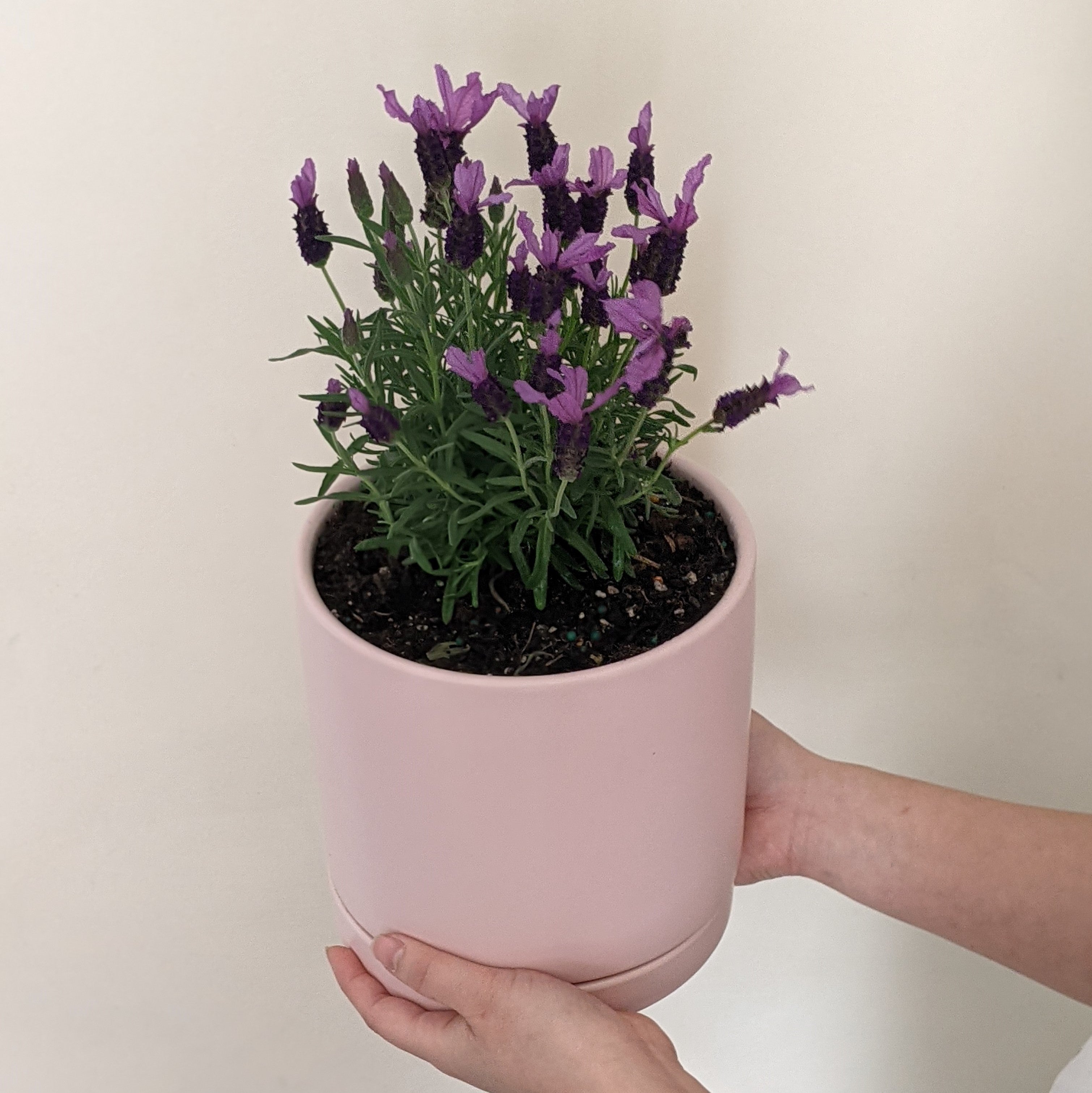 Growing Lavender Indoors