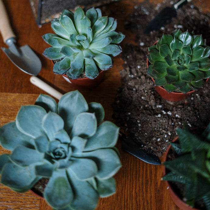 How To Grow Succulents from Cuttings