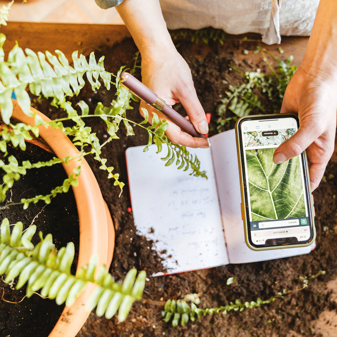 How To Have Happy Houseplants