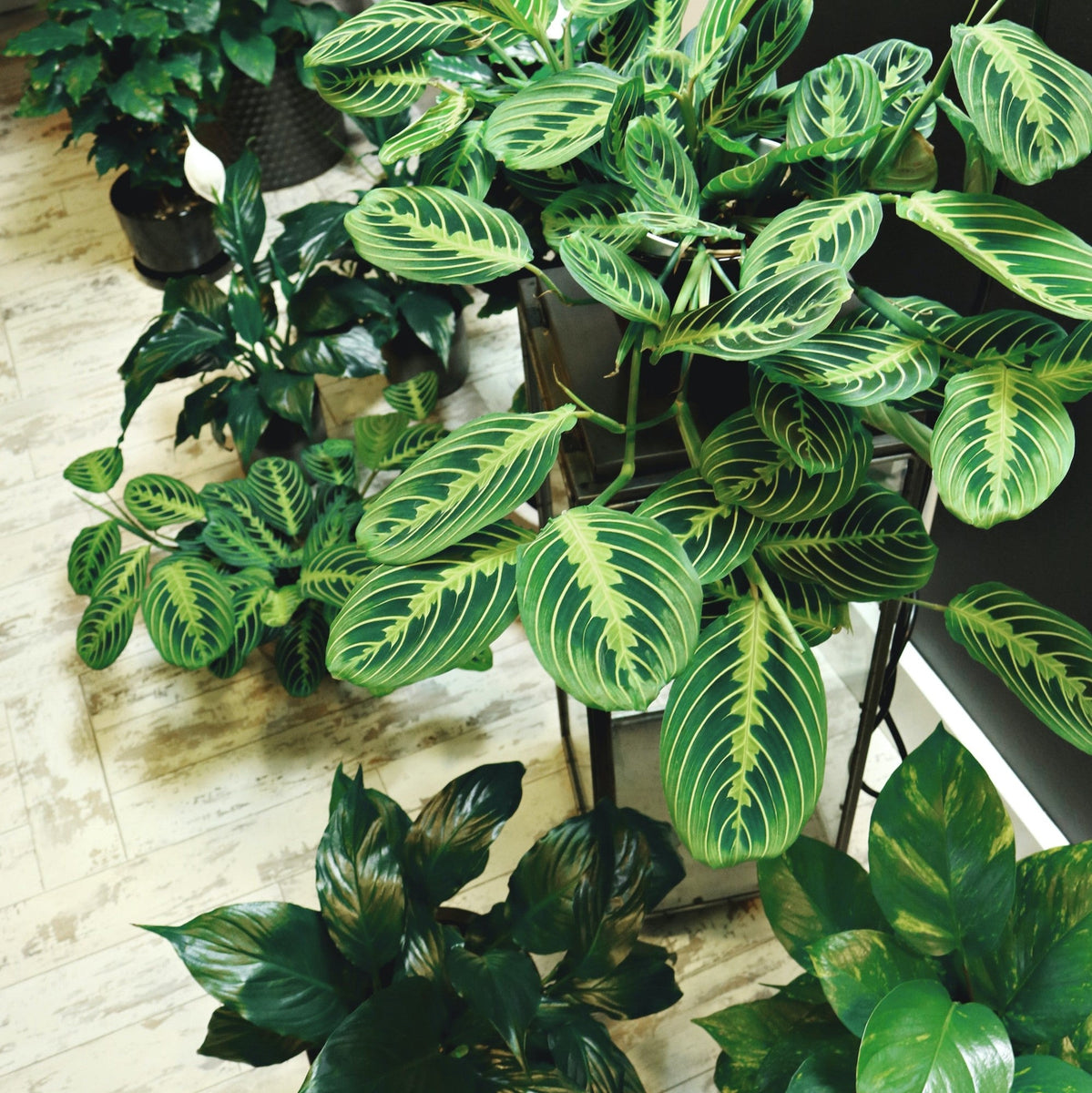 How to Keep Indoor Plants Alive While You're on Holidays Cheeky Plant Co.