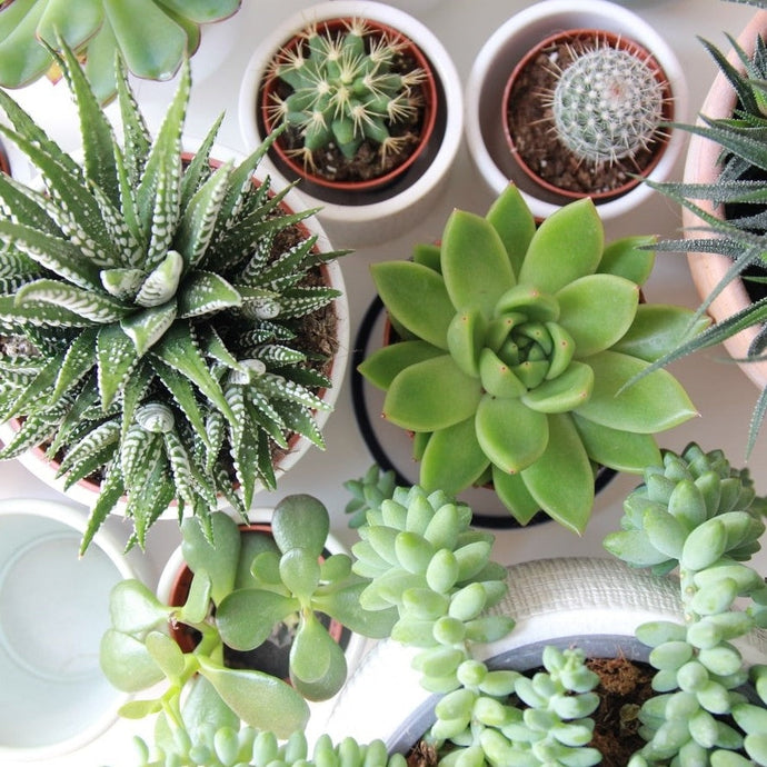 How to Keep Succulents Alive in Your Home