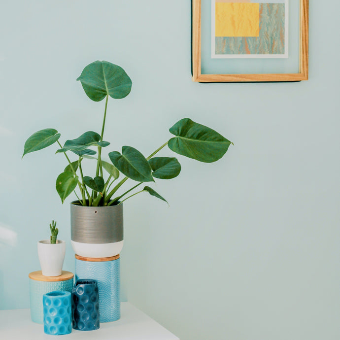 How to Pick the Perfect Houseplants