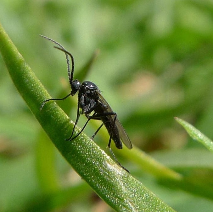 How To Remove Fungus Gnats from Your Houseplants – Cheeky Plant Co.