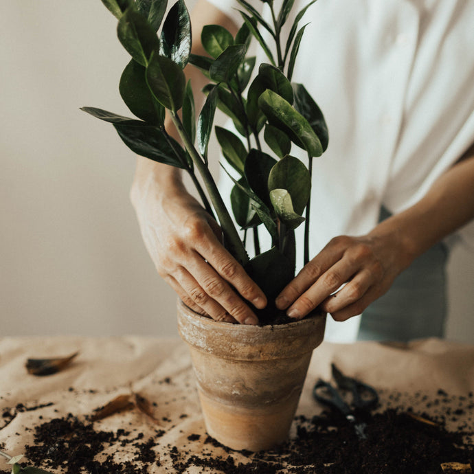 How to Repot Houseplants