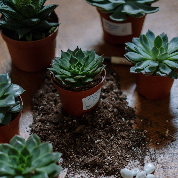 How to Repot Succulents