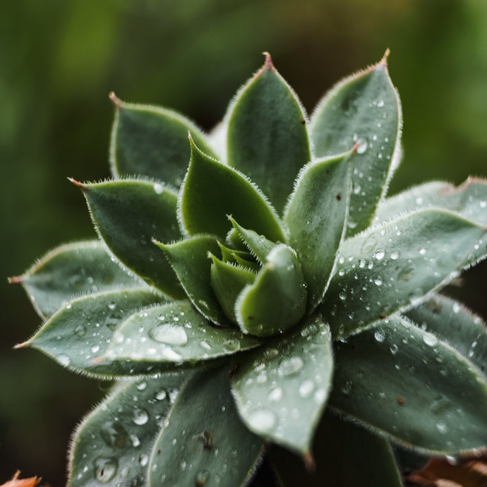 How to Water Your Succulents