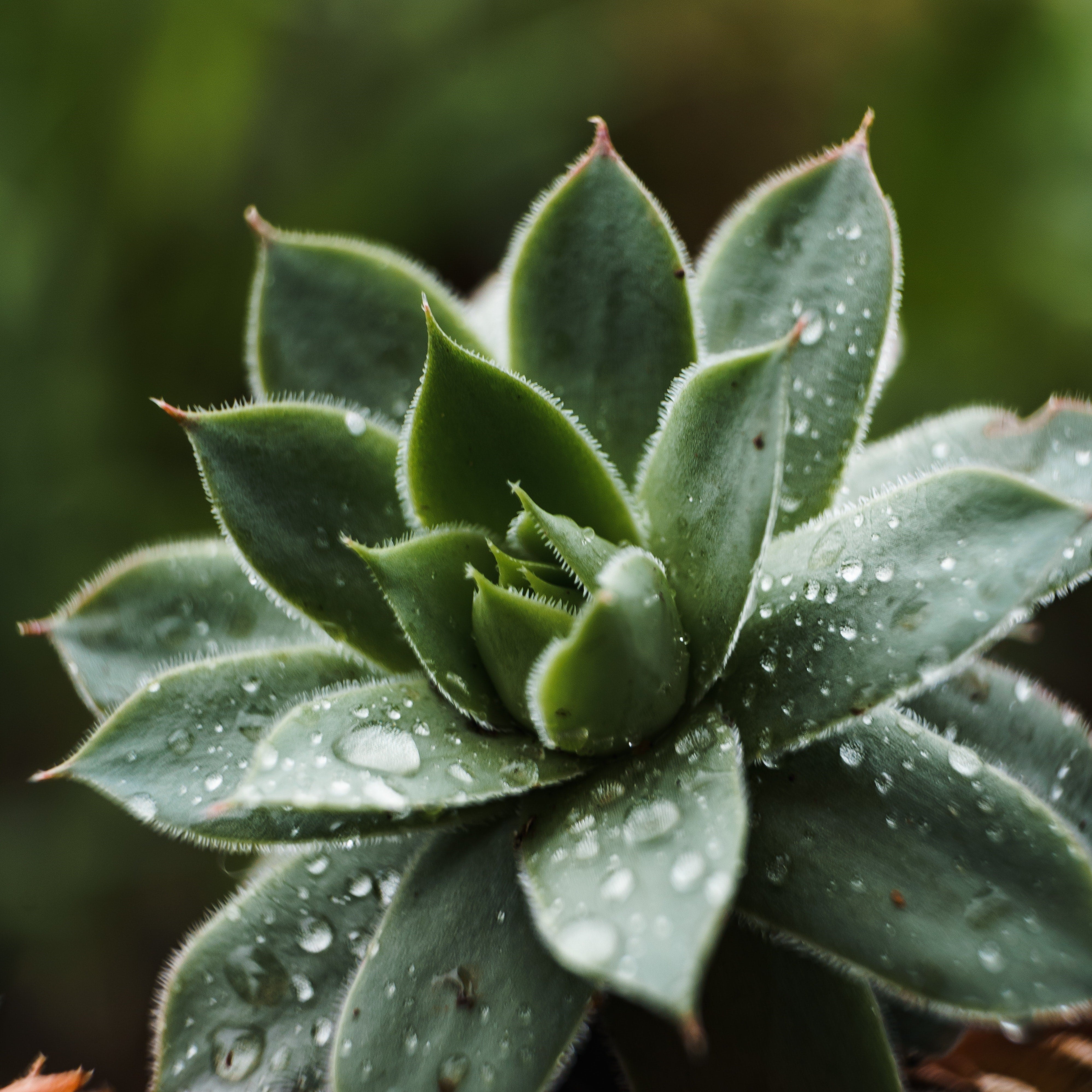 green and purple succulent plant Purple Flush String of Bananas