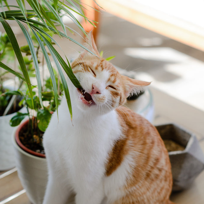 Indoor Plants Safe for Cats and Dogs