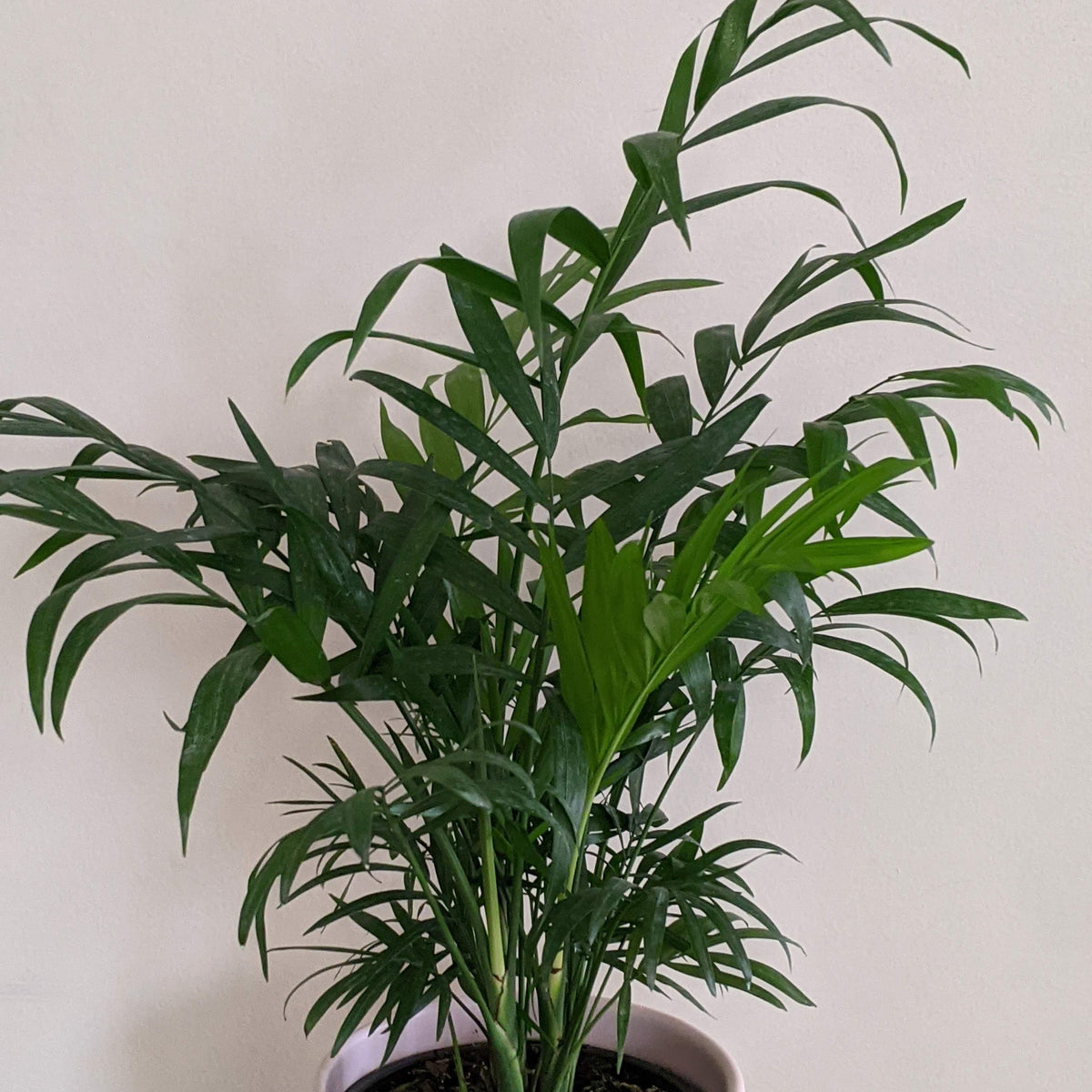 Large Indoor Plants Safe for Dogs – Cheeky Plant Co.