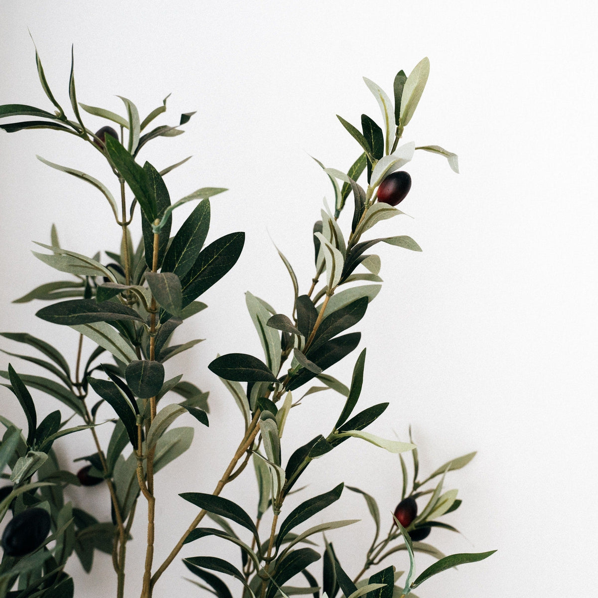 Meaningful Plants That Make Great Plant Gifts Cheeky Plant Co.