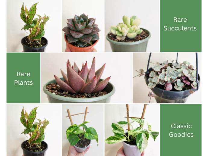 📢 News - 11 Nov 2022 - Rare Succulents, a rare Begonia and some classics back in stock!