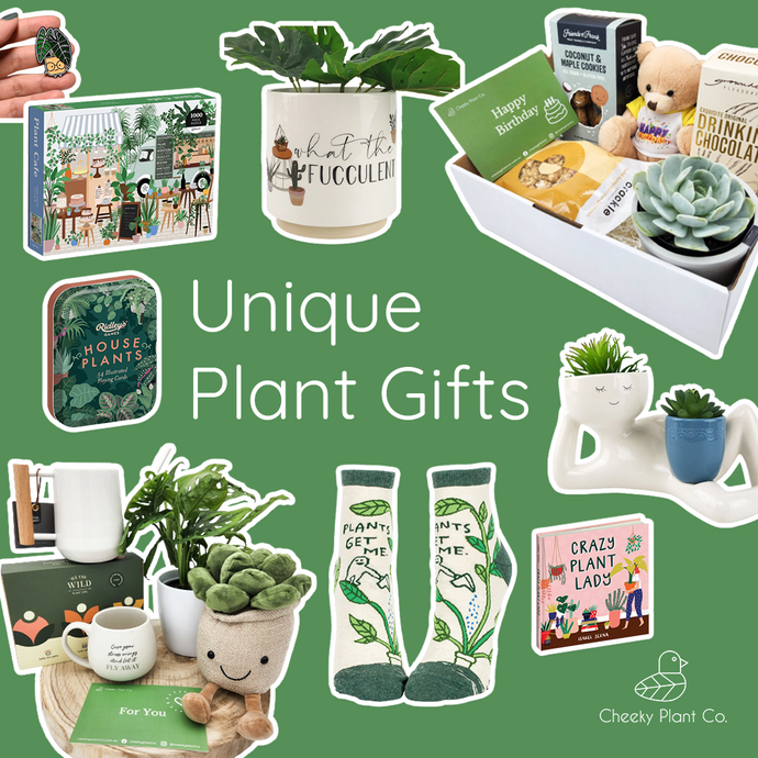 📢 News - 18 Oct 2022 New Plant Hampers & Succulent Gift Boxes