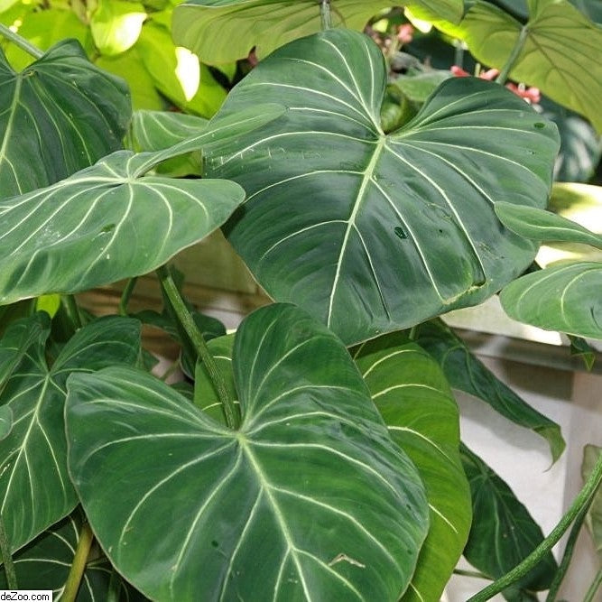 plant light indoor 60W LED Full Spectrum Indoor Plant Light