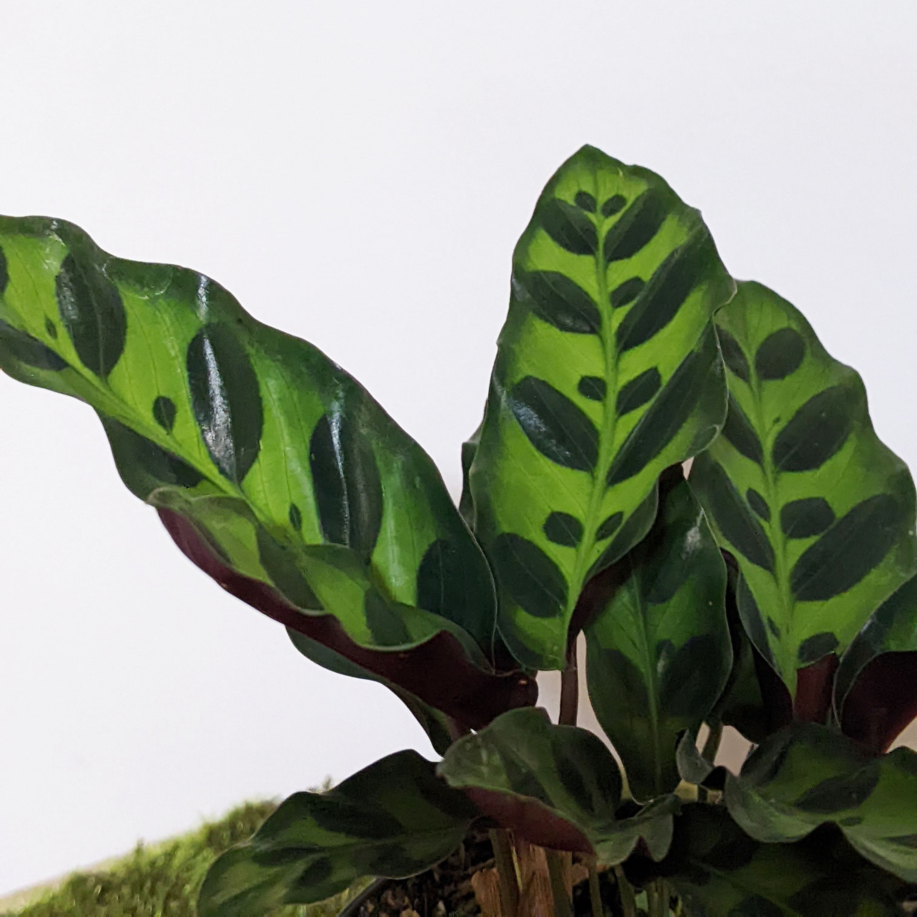 Rattlesnake Plant Care  Cheeky Plant Co.