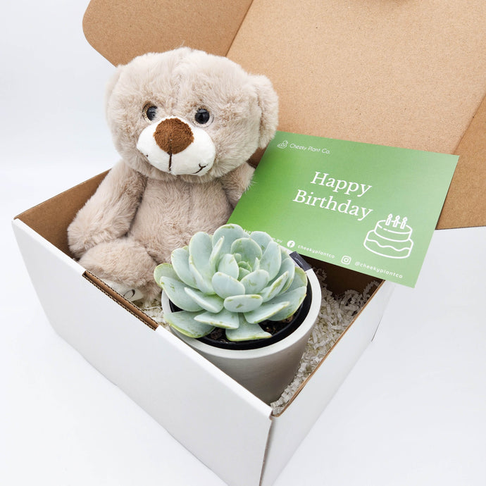 Succulent Gift Boxes: A Perfect Gift for Any Occasion