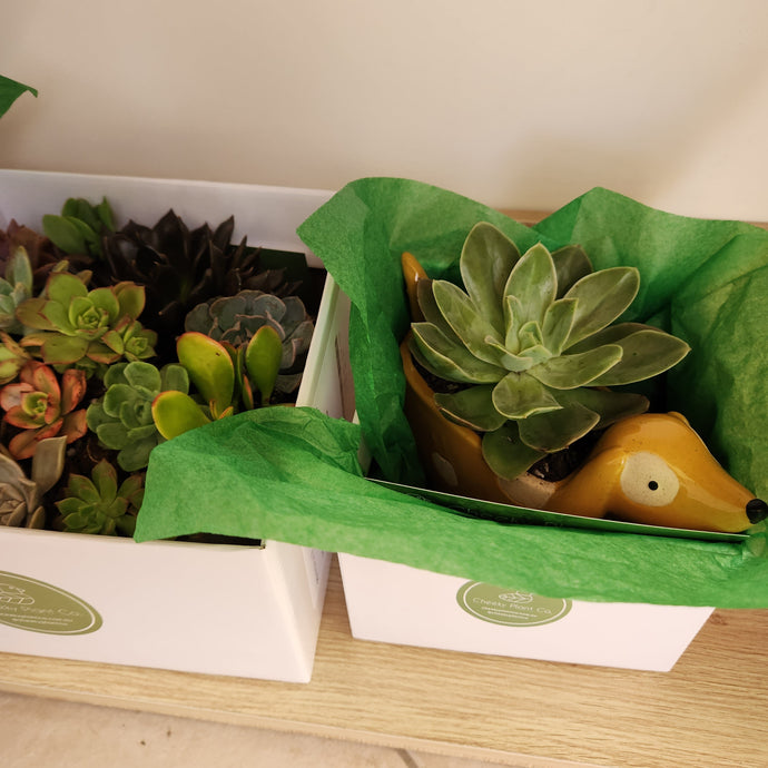 Succulent Plant Gifts Are the Replacement For Flowers