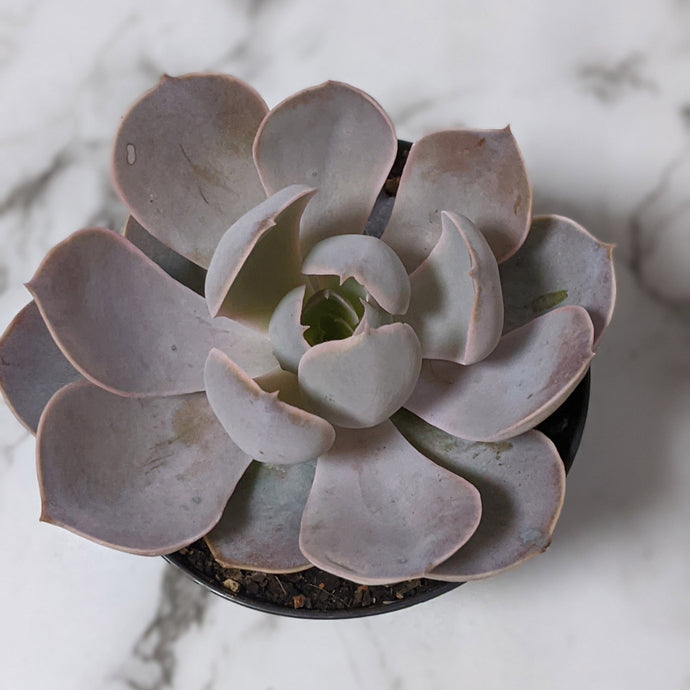 Succulents You Must-Have in Australia