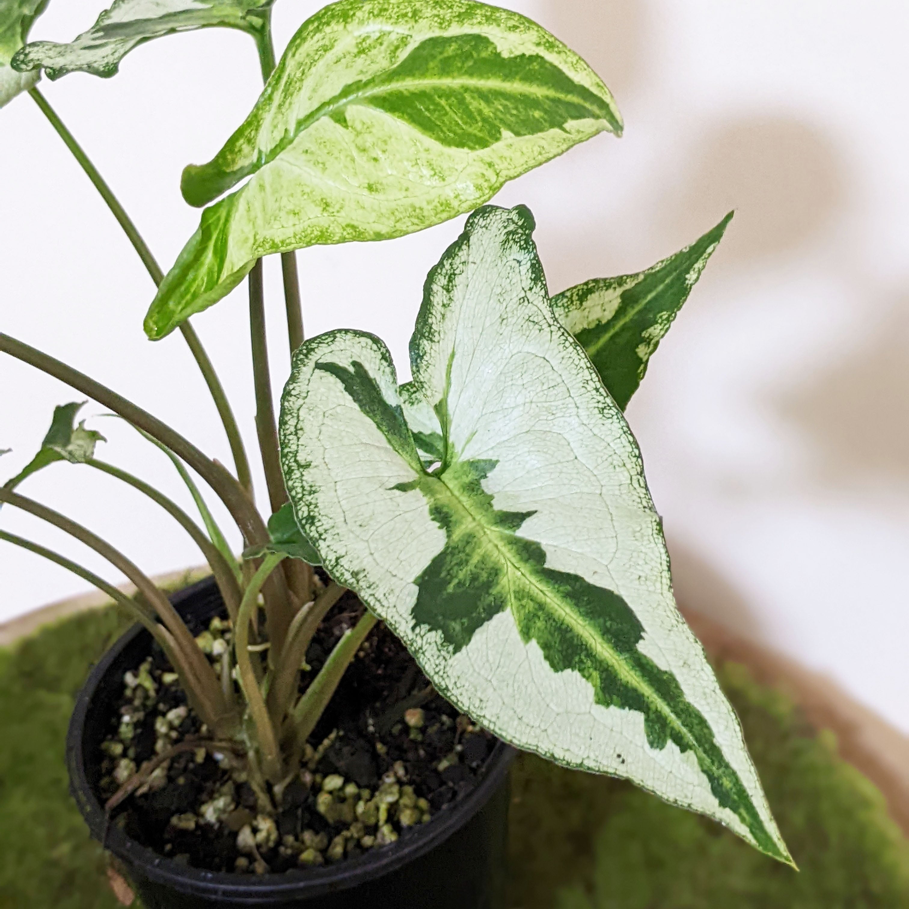 16+ Syngonium Podophyllum Care 16+ Syngonium Podophyllum Care