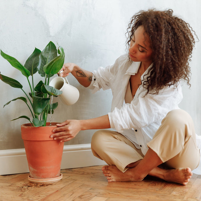 The Basics to Indoor Plant Care