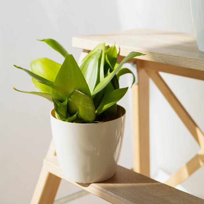 The Best Indoor Plants for Cleaning the Air and Removing Toxins