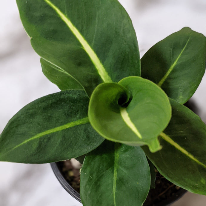 The Complete Guide to Indoor Plants