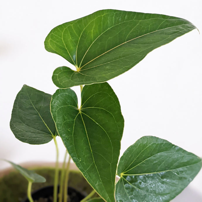 Top 6 Mistakes in Anthurium Care