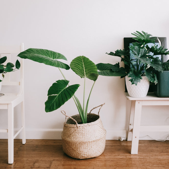 Why Every Apartment Needs Houseplants