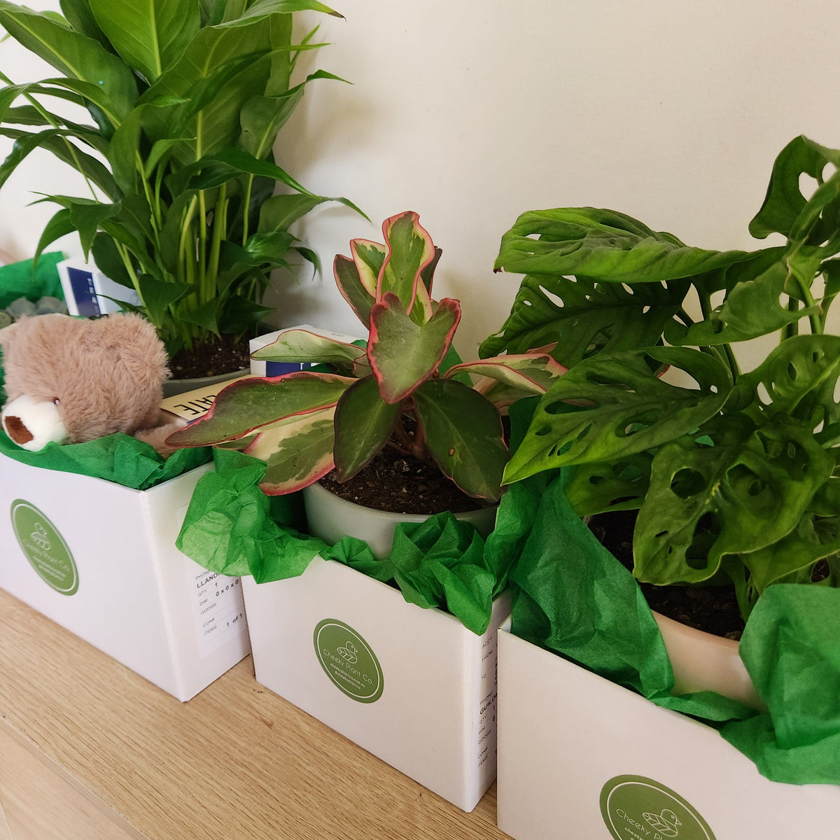 Why Plants are the Perfect Housewarming Gift – Cheeky Plant Co.