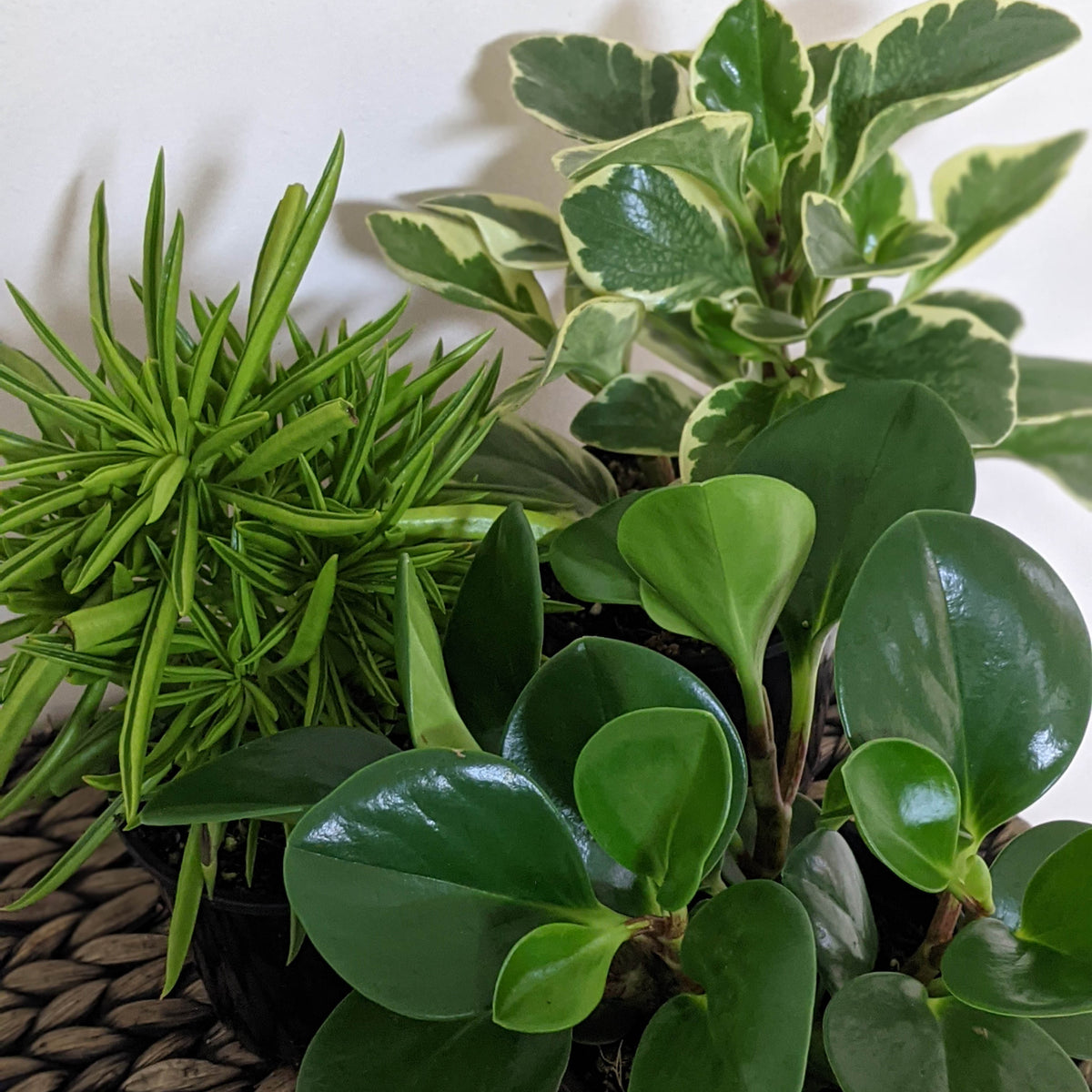 Why You Need Indoor Plant Foods for Your Houseplants – Cheeky Plant Co.