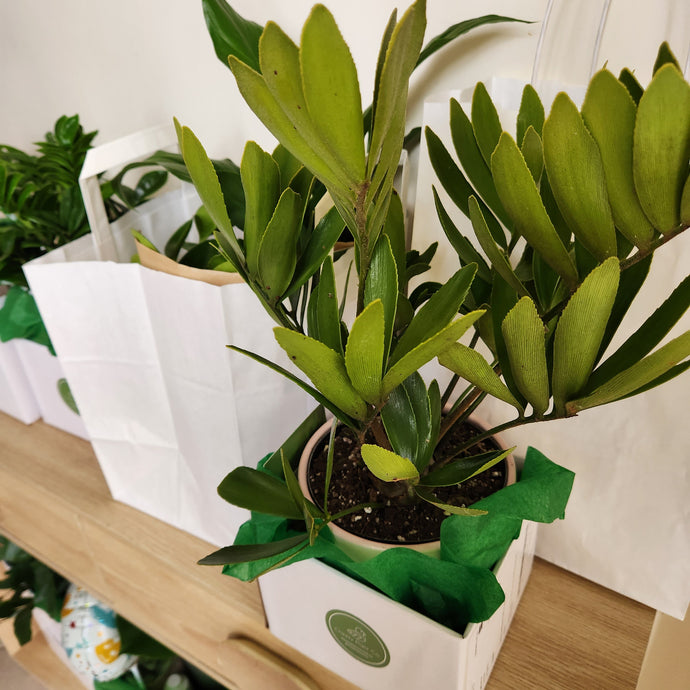 Why You Should Get a Plant Gift for Him