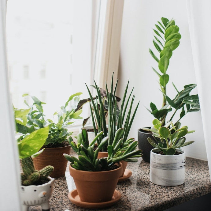 Winter Houseplant Care: How To Keep Your Plants Happy and Alive In Winter