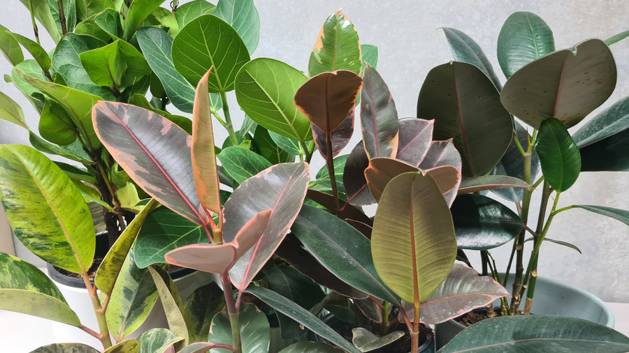 Ficus