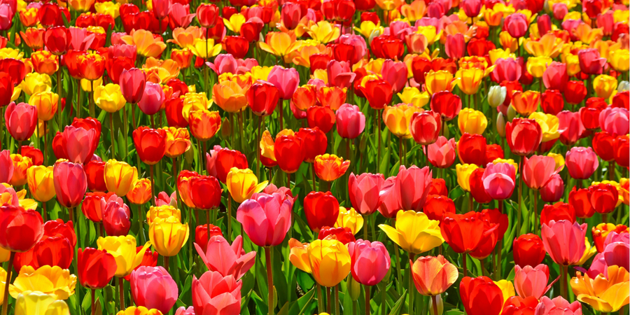 Spring Sale