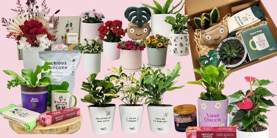 Mother's Day Plant Gifts Sydney
