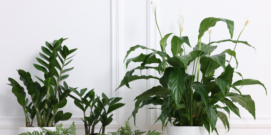 Air Purifying Plant Gifts