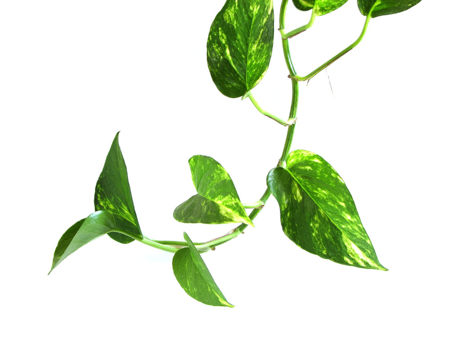 Low Light Plants