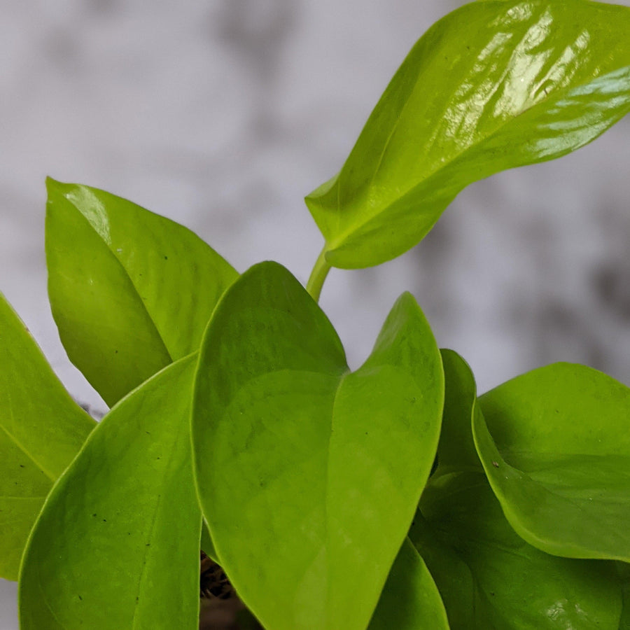 Indoor Plant Delivery Brisbane, QLD
