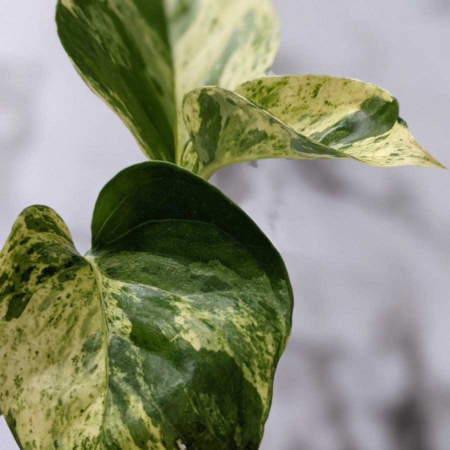Pothos / Devil's Ivy / Epipremnum