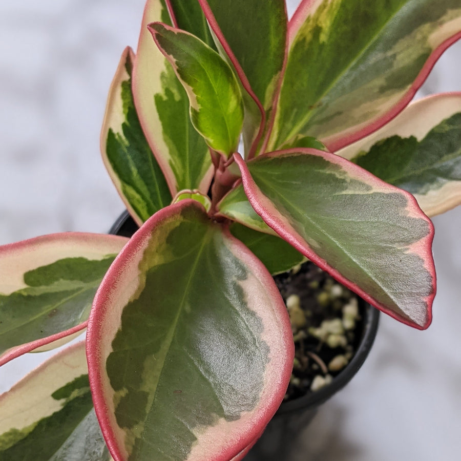 Variegated Plants