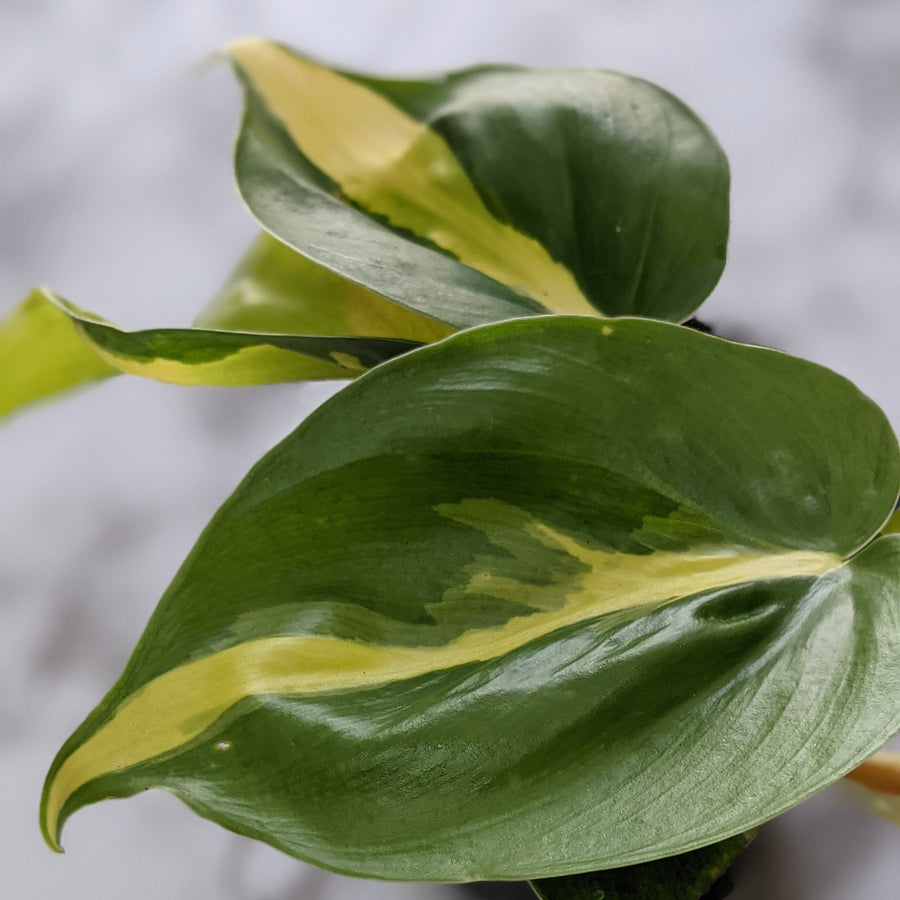 Hanging & Climbing Plants