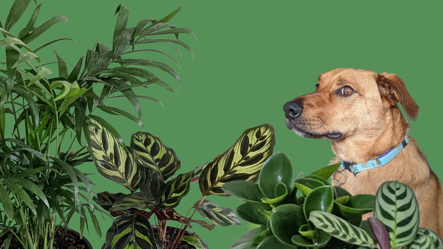 Pet Friendly Plants