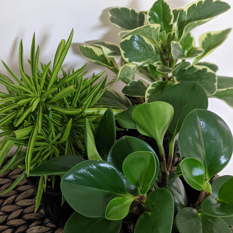 Plant Gift Boxes