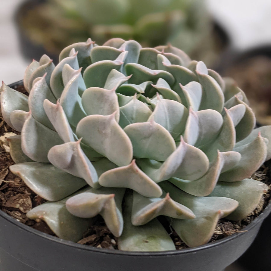 Succulent Delivery Melbourne, VIC
