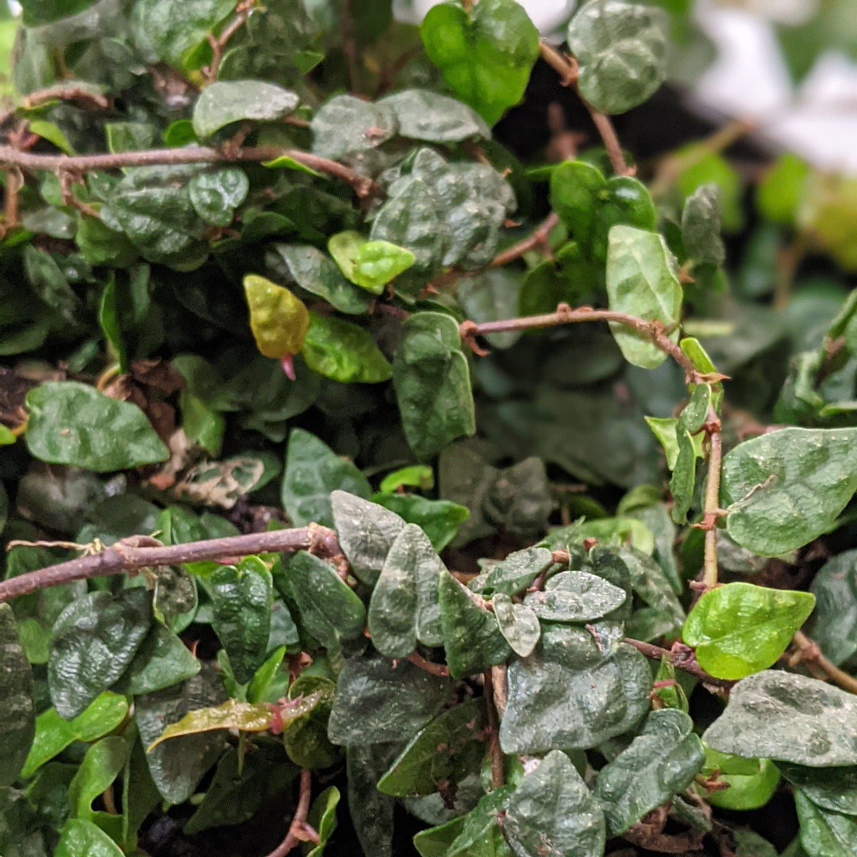 Best Indoor Plant Food / Indoor Plant Fertilisers Australia Cheeky