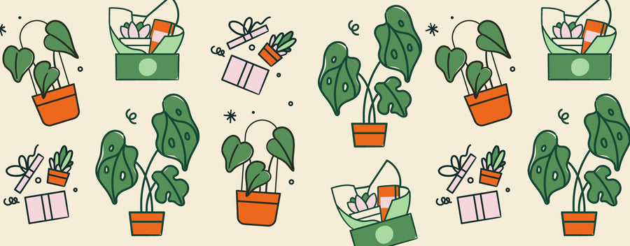 Plant Hampers Sydney
