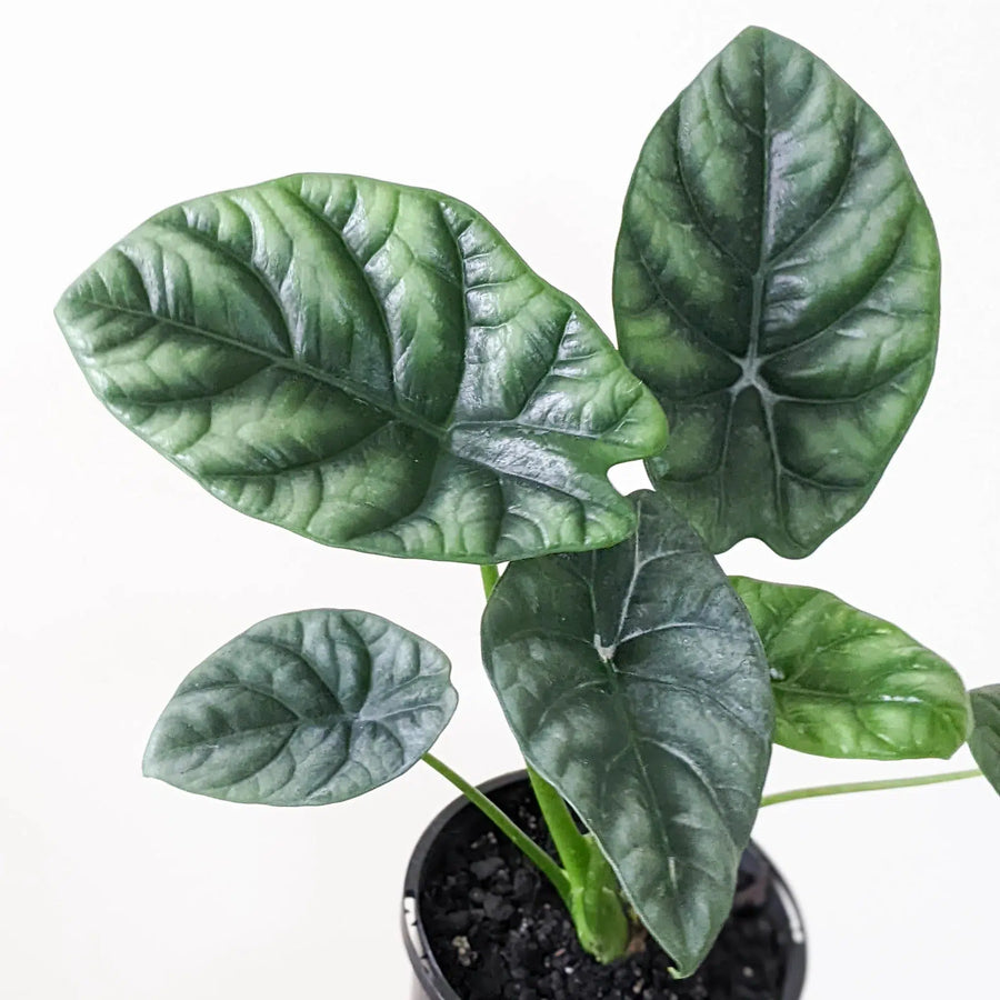 Alocasias for Sale
