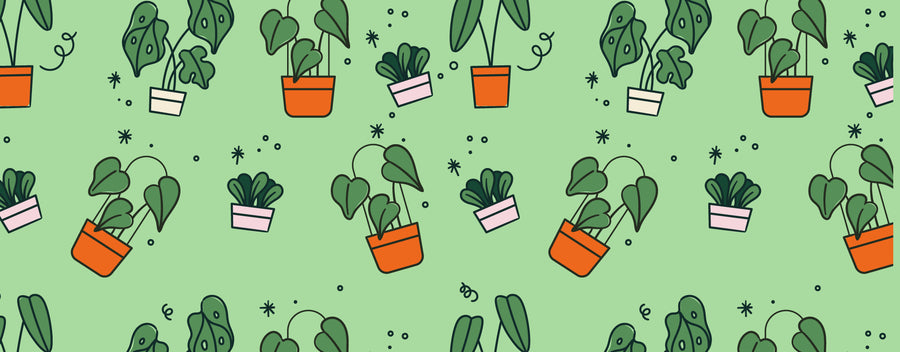 Indoor Plants