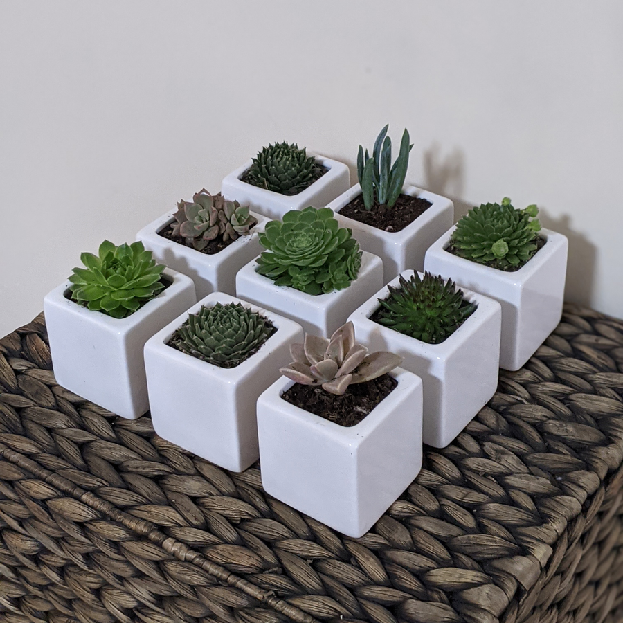 Succulent Wedding Favours - Sydney