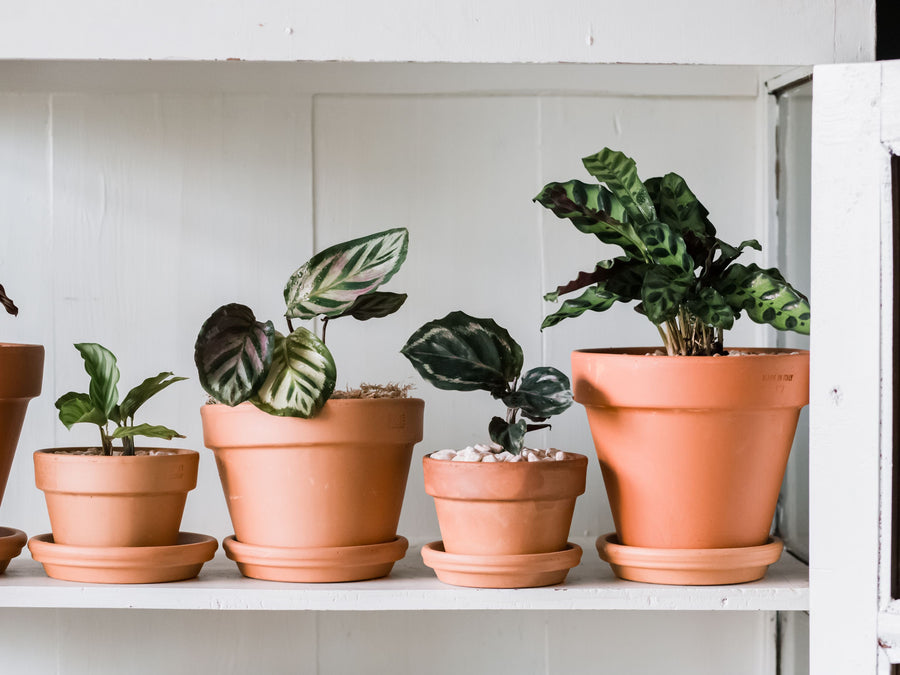 Houseplants