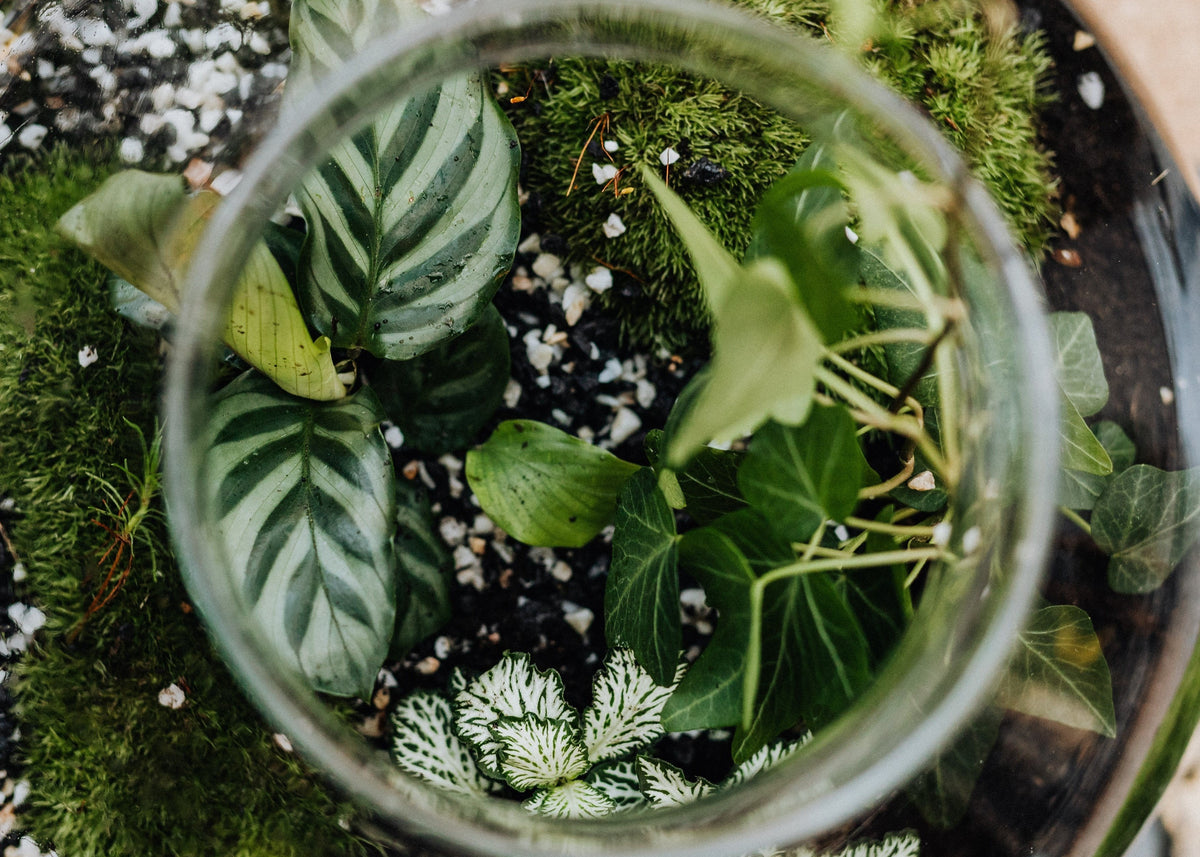 Buy Terrarium Plants Online Terrarium Plants for Sale Online Cheeky